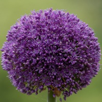 Allium  'Ambassador' Photo: J. Amand